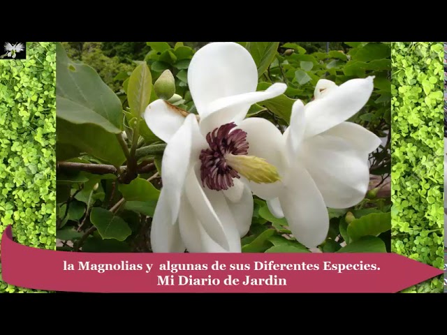 LA PLANTA MAGNOLIA y algunas de sus Diferentes Especies, Mi diario de  jardín. - YouTube