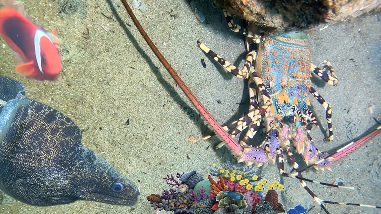 Diving to catch seafood - shrimp, crab, squid, eel, lobster - Relax under the sea - February 3