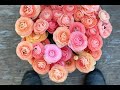 How to Harvest Ranunculus