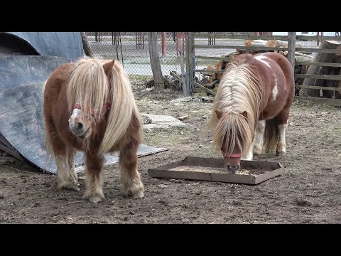 Video: Racking Horse