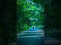 🚴♂️ Epic Bike Ride Through Lush Green Roads 🌿 | Relaxing #nature  #4k  #shorts #trending #viral