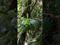 orquídea epdendrun.