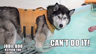 Husky Forgot How To Swim! Argues With Therapist!