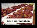 Hydroponic Lettuce - Seed Germination