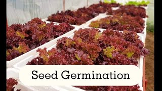 Hydroponics Lettuce | Seed Germination