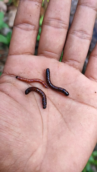 these larva found their home #larva #beautifulinsects #anyuniqueanimals
