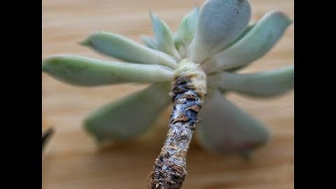 Succulent Rot | What