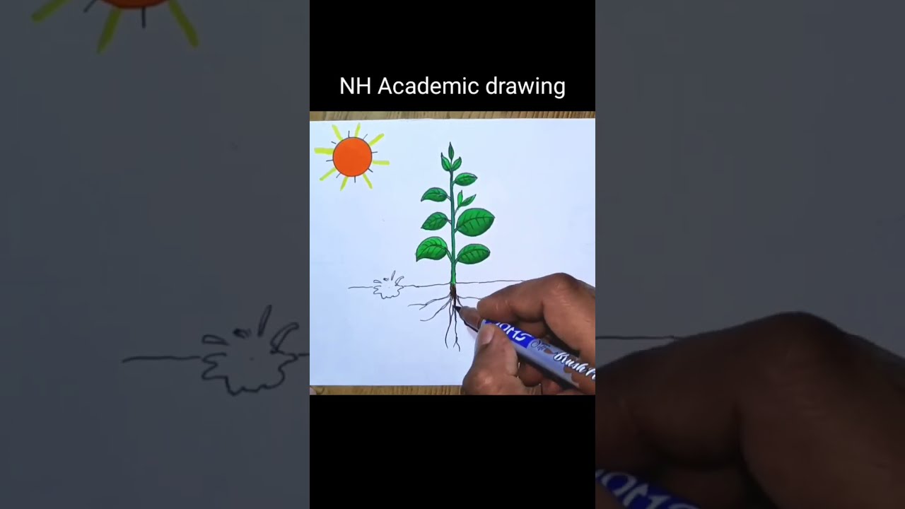 Photosynthesis Diagram Drawing
