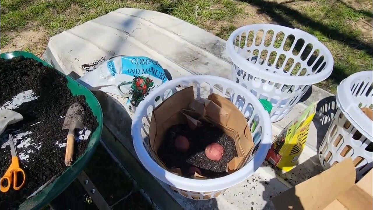 Container Gardening/ Grow Potatoes In Laundry Baskets YouTube