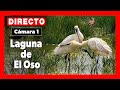 🦆 Vida salvaje (Cámara 1 | Ávila) LAGUNA de EL OSO 🔴 DIRECTO