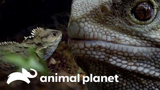 El tuatára: 200 millones de años de historia viviente | Dinosaurios Modernos | Animal Planet