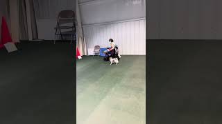 First rally course for Japanese Chin