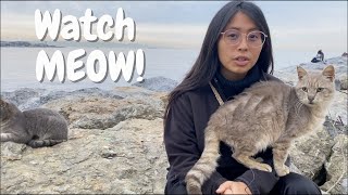 Istanbul The Purr-Fect City For Cats Im Not Kitten Around