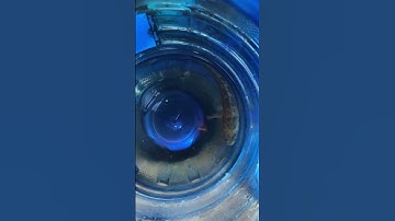 Form Lóc vẩy rồng ngoài trời #bumfish #channa