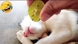 Funny cat videos | 2024 New Video | Funny Video