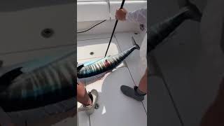 Landing a nice wahoo on the high speed troll