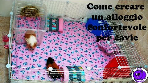 Quanto deve essere grande una gabbia per cavie?