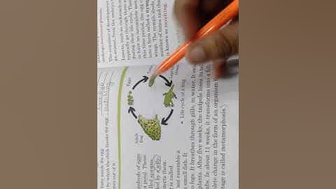 Class - 4 Science Ch-4 Reproduction in Animals (part-2)