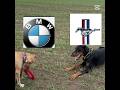 bmw VS mustang