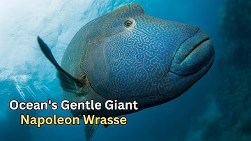 Uncovering the Mysterious Secrets of the Napoleon Wrasse | Ocean