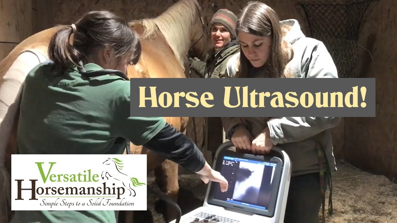 Horse Ultrasound // Versatile Horsemanship