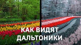 Как видят дальтоники?