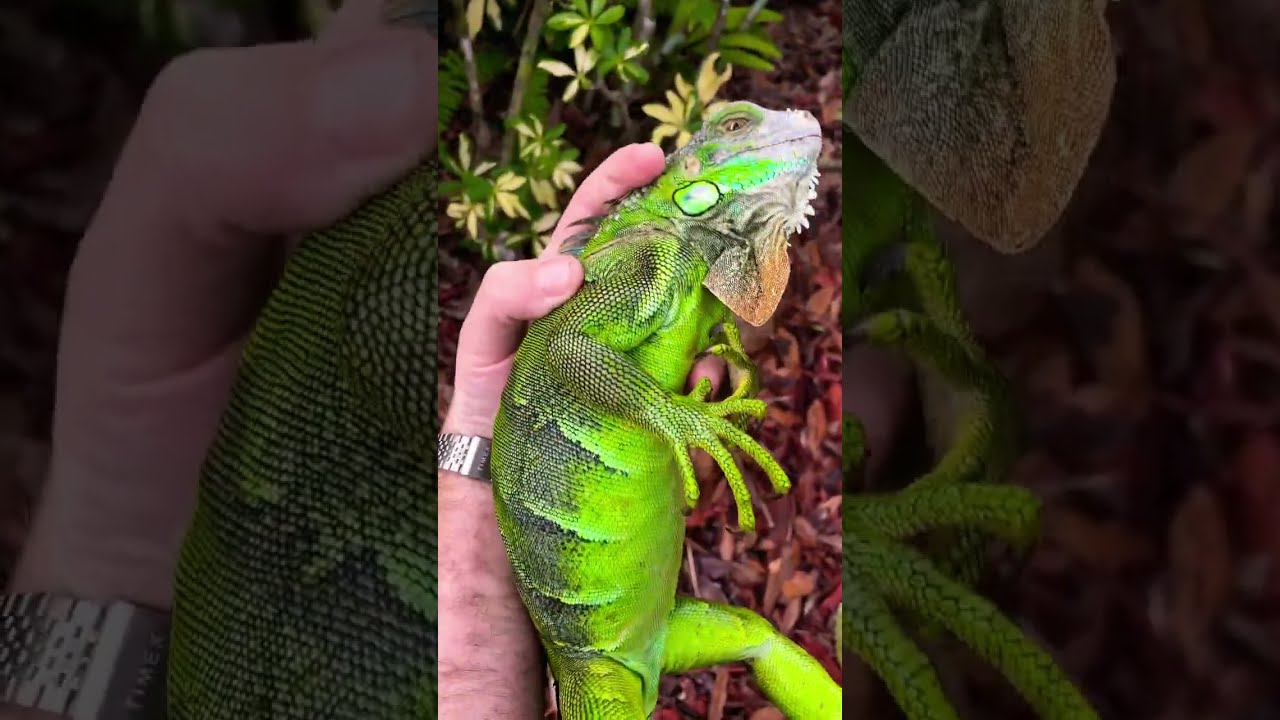 Saving Frozen Iguanas From Death