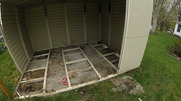 Skunk Living Under Shed: Here