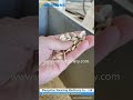 Pumpkin seed peeling machine #machine