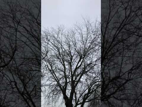 Silver maple -