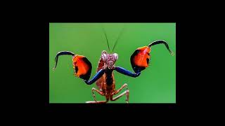 İlginç Hayvan-Peygamber Devesi