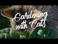 Gardening with Cats - tips and strategies for a getting along with our feline family