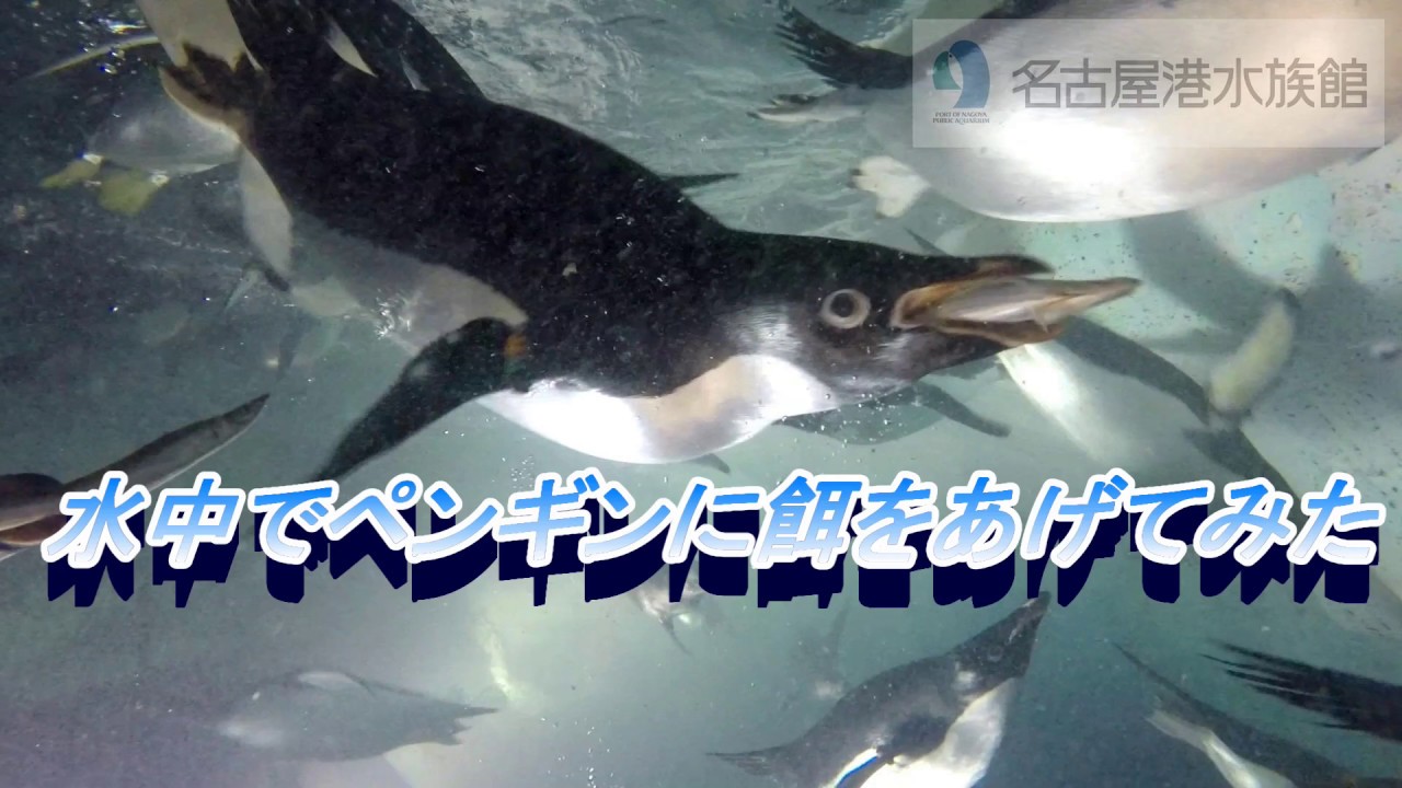 名古屋港水族館】水中でペンギンに餌をあげてみた - YouTube
