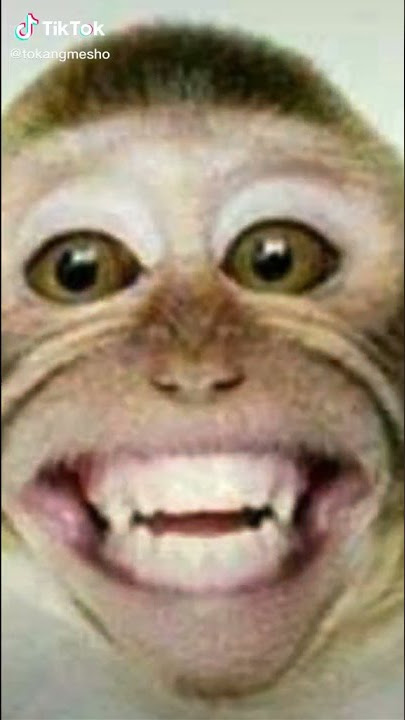 wajah monyet