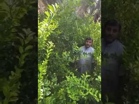 ابن زيد متى تتم زراعة وغرس الليمون الحساوي ومتى يتم شتله وكيف يتم نقله بطريقة تقليدية