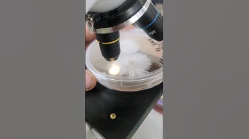 how to look at mycelium under the microscope #mycology #microscopy #mushrooms #mycodogs #mcdgenetics