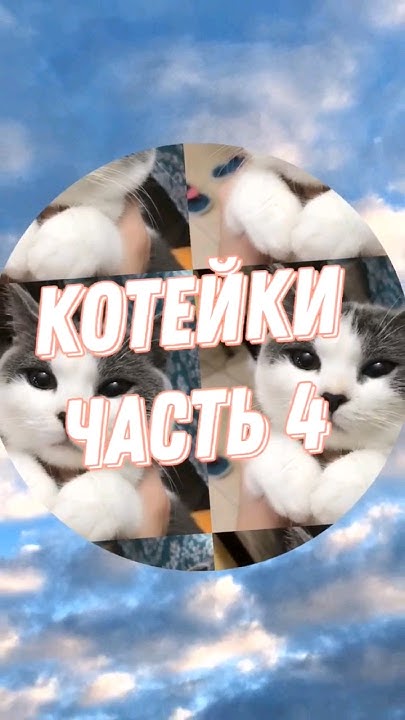 Котейки | Часть 4 #котики #cat - YouTube