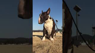Bullterrier