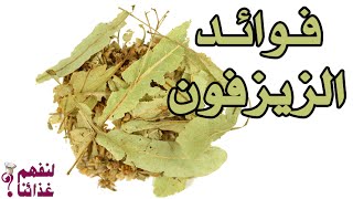 فوائد الزيزفون ومضاره