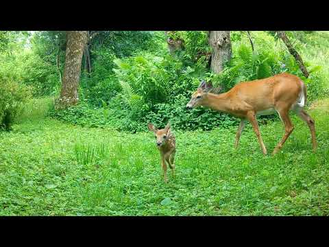 deer fawn season! (june 2026)