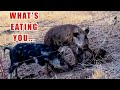 Wild Boar Can Eat a 200 Pound Man in 8 minutes