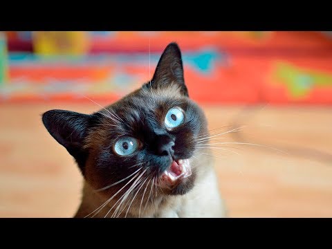 Female Cats in Heat Sounds HQ - YouTube