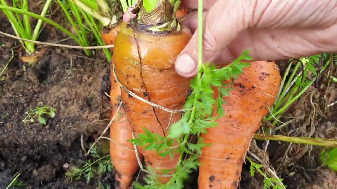 Свежие опилки на грядке с морковью. Потрясающий результат!! - YouTube