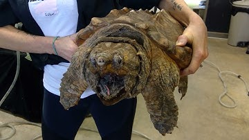 alligator snapping turtles modern day dinosaurs