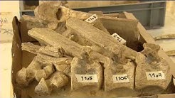 Découverte d'os humains de la lignée Néandertal à Tourville-la-Rivière