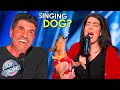Dogs That Can SING рџ Ї The SMARTEST Dog Acts EVER Dogs That Can SING рџ Ї The SMARTEST Dog Acts EVER