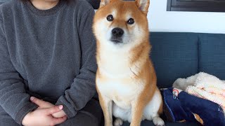 The Shiba Inu loves his mom so much that he will warn her in dog language just by walking behind her