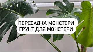 Пересадка монстери. Грунт для монстери.