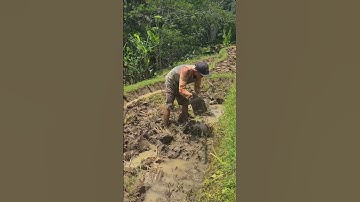 a simple technique for hoeing rice fields using a hoe is #shorts