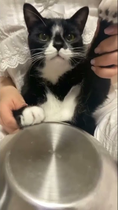 kucing main kendang,,,,, #kucing #kucinglucu #kucingmain #sukakucing #mainmusik #shorts